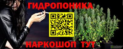 шишки Гай