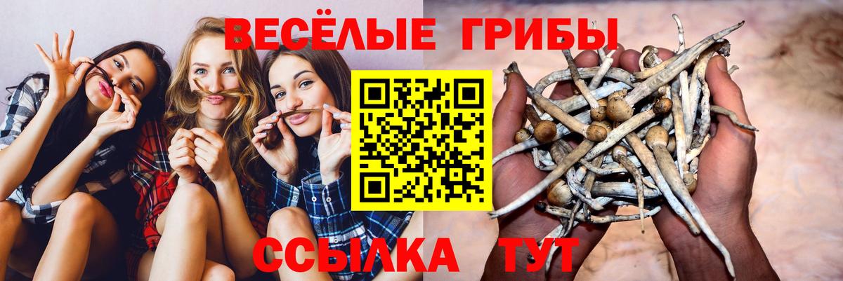 Галлюциногенные грибы Psilocybe Полевской